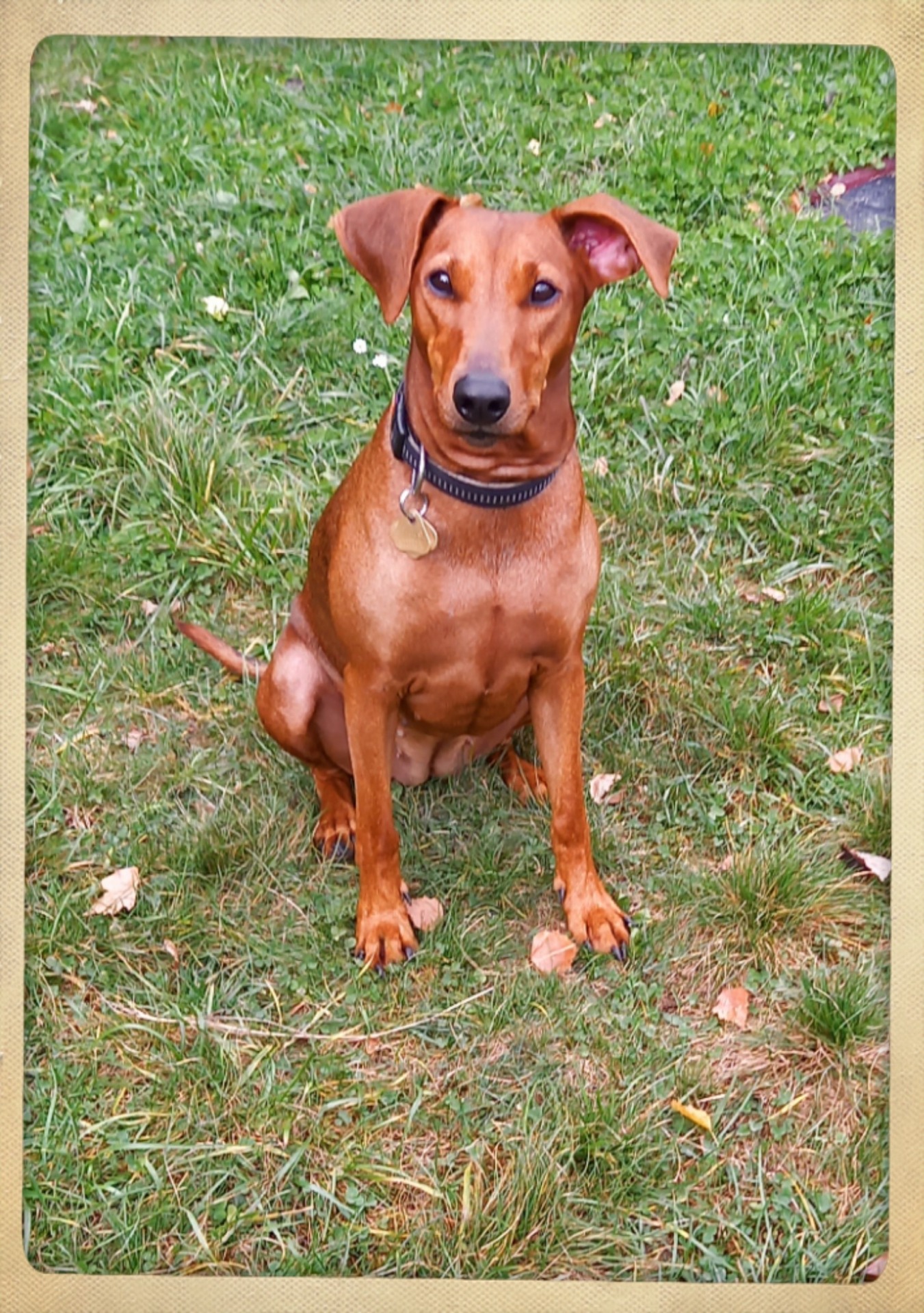 Ch. Betula BF u Dvou trnek 